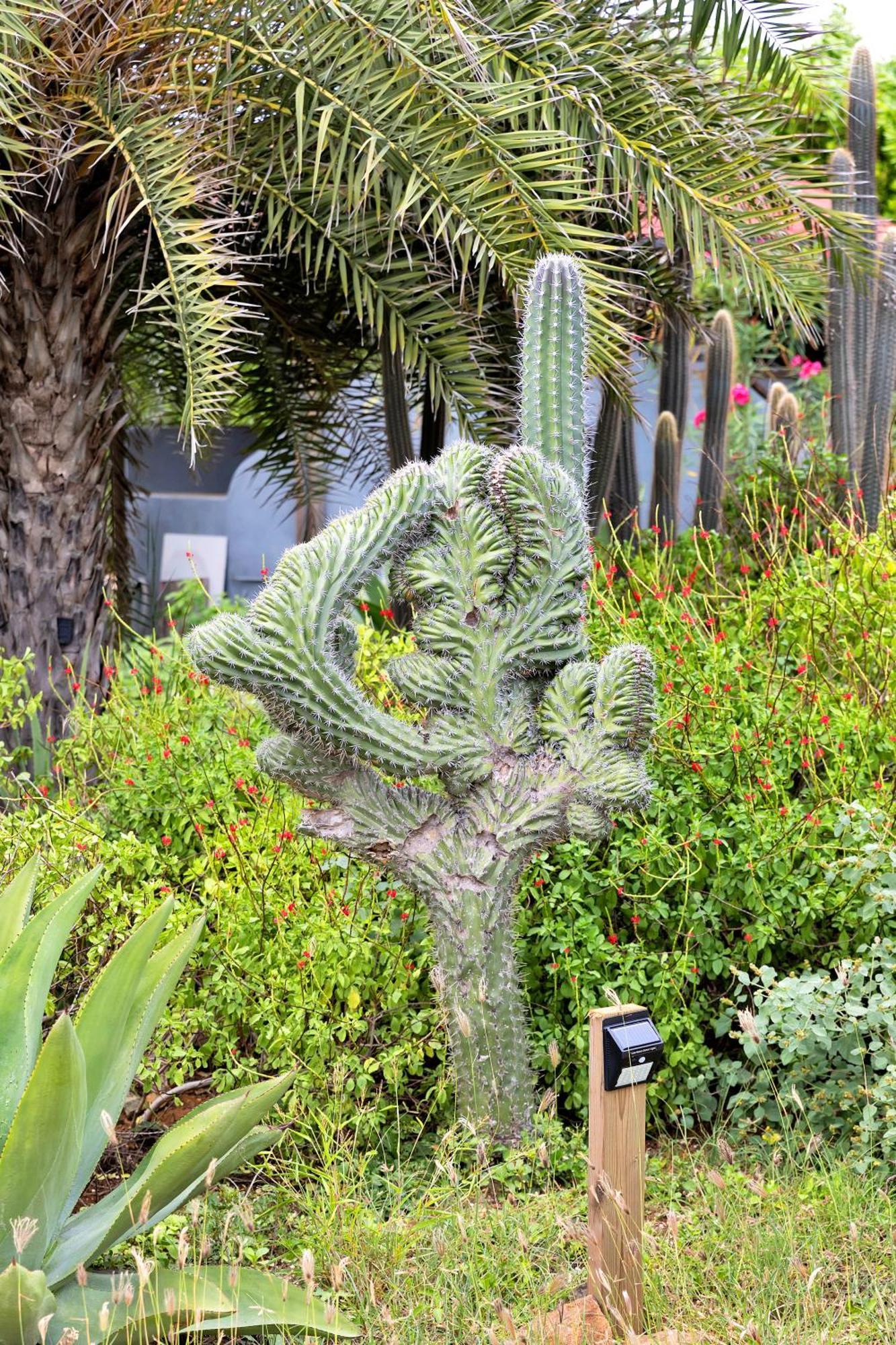 Red Palm Village Playa Eksteriør billede