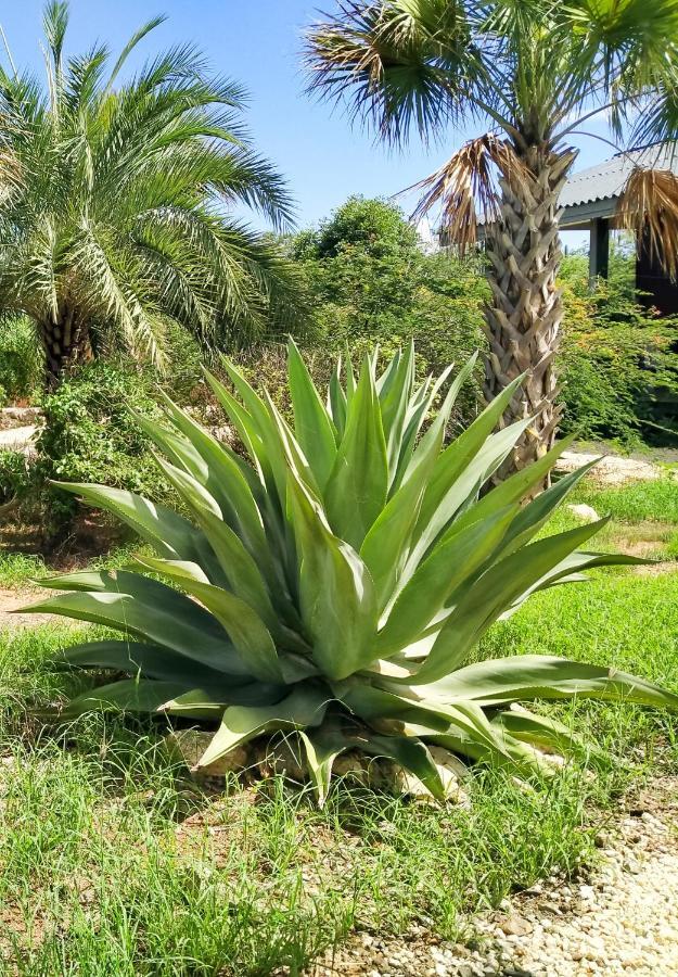 Red Palm Village Playa Eksteriør billede